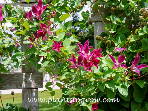 Sir Trevor Lawrence (Clematis texensis)